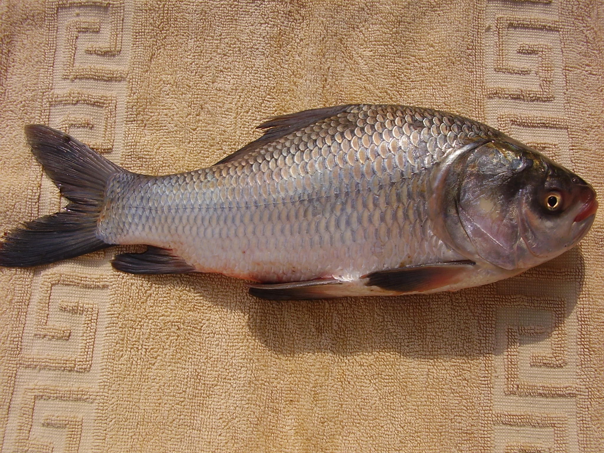Catla carp photographed whole on a dark background
