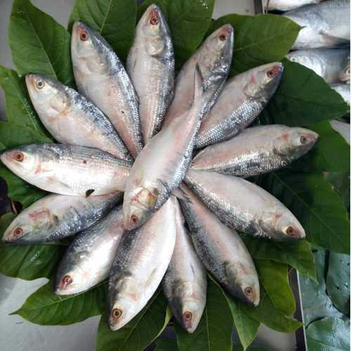 Hilsa fish displayed whole, a key Bangladesh export species