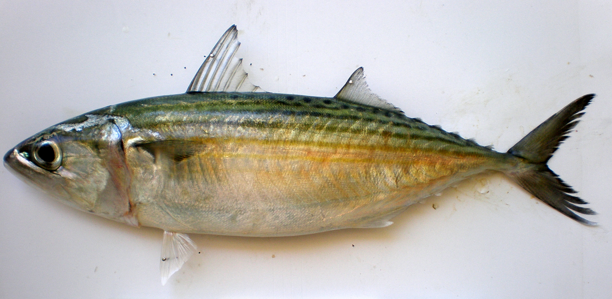 Indian mackerel fish used as a representative image for mackerel and sardine trade