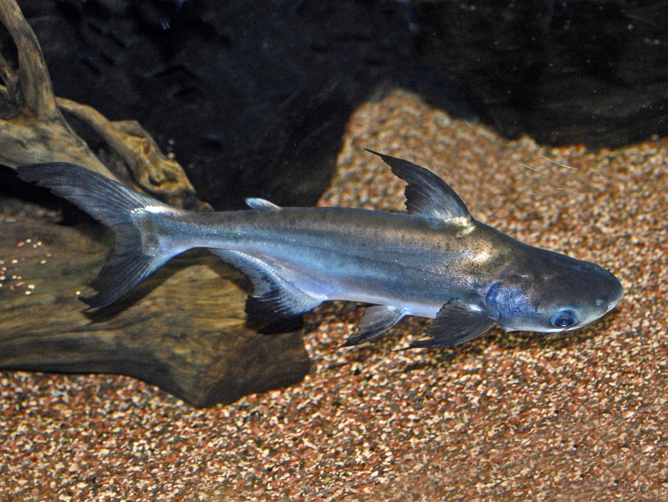Pangasius fish photographed whole as a farmed freshwater export species