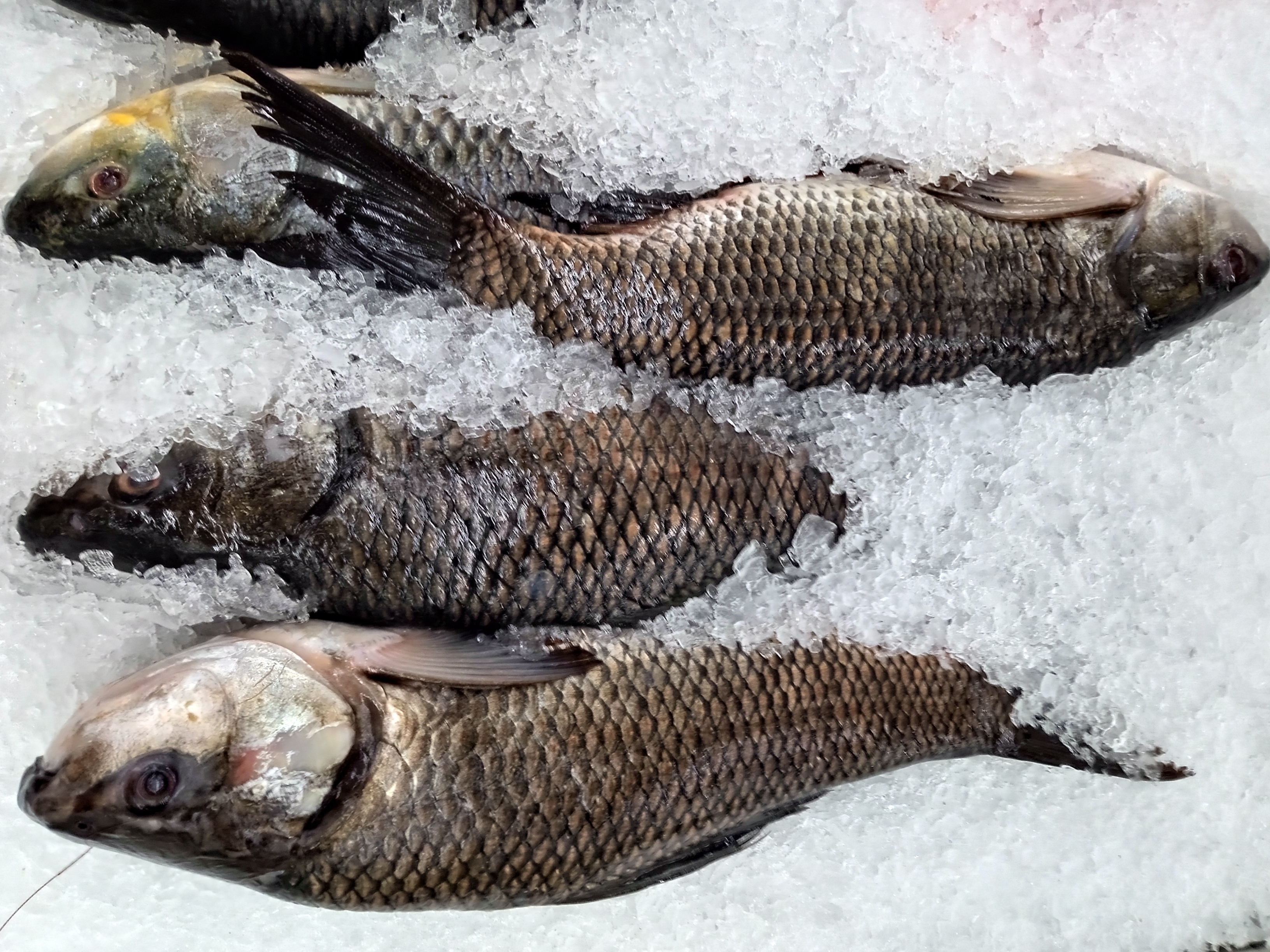 Rohu fish displayed whole in a retail setting