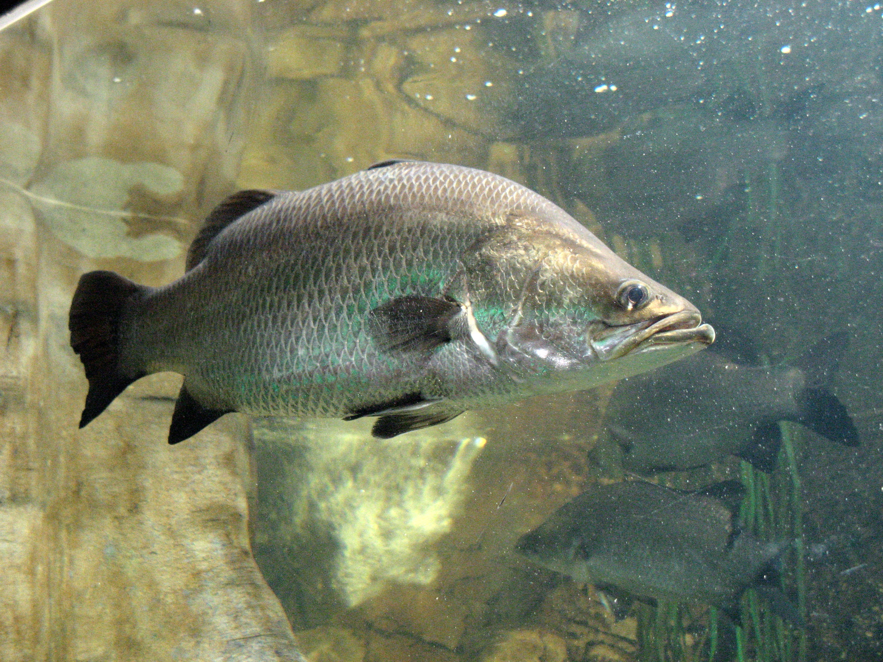 Sea bass image used to represent Koral or Bhetki type premium coastal fish