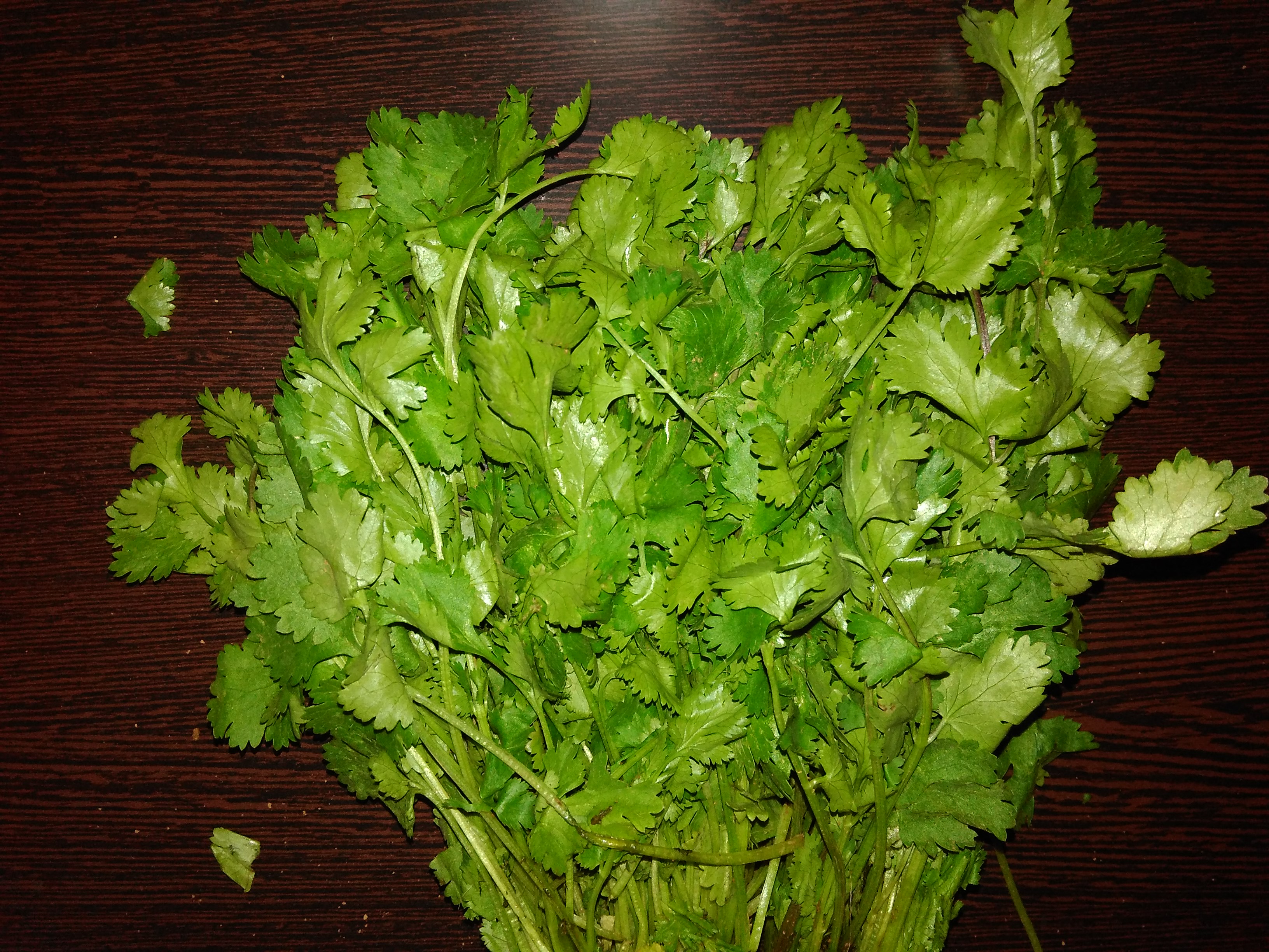 Fresh coriander leaves for export supply
