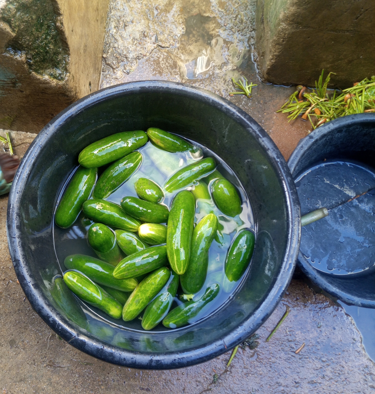Cucumber for Bangladesh vegetable export buyers