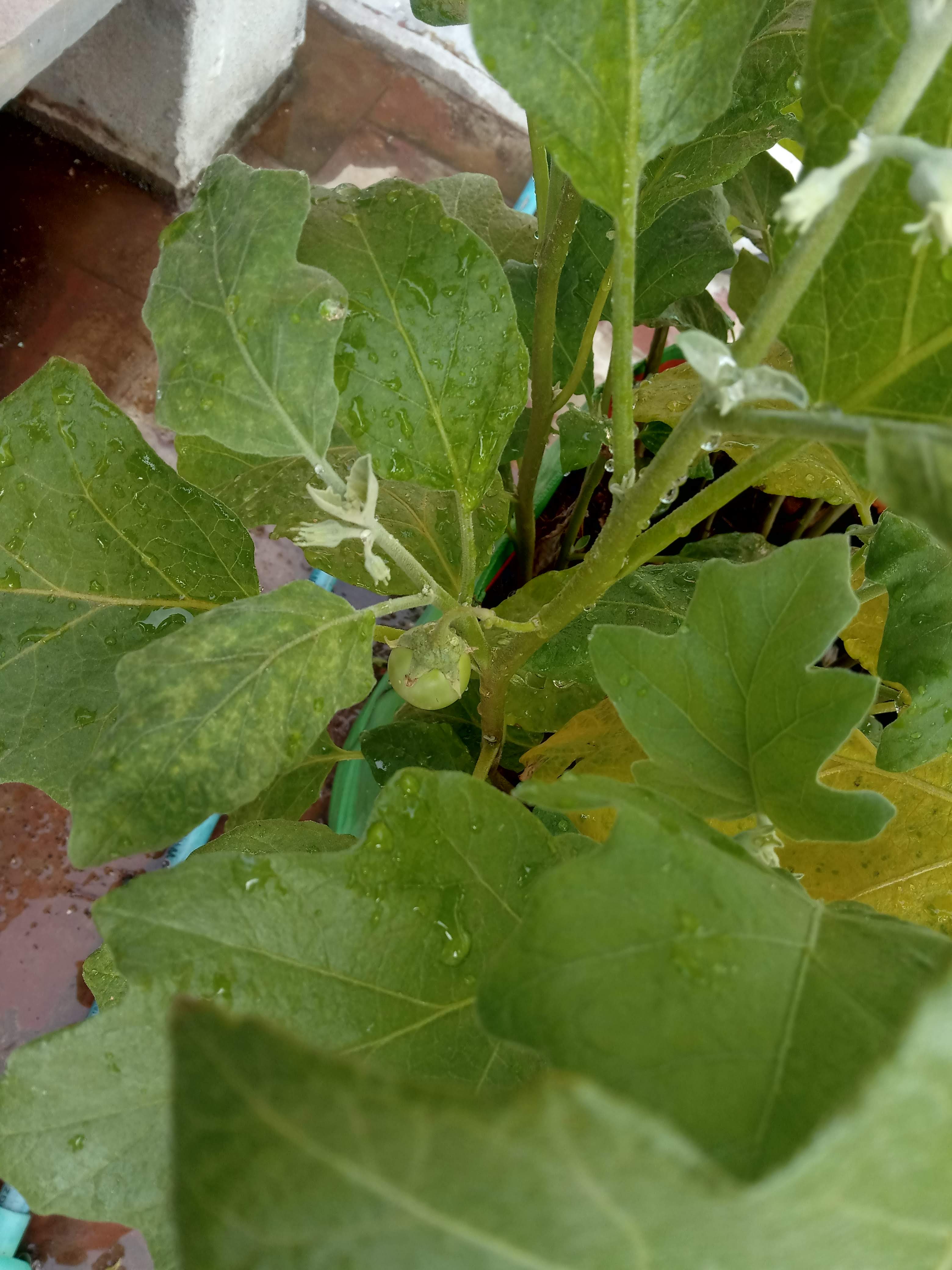 Eggplant brinjal supplied by Tiger Trading BD for export