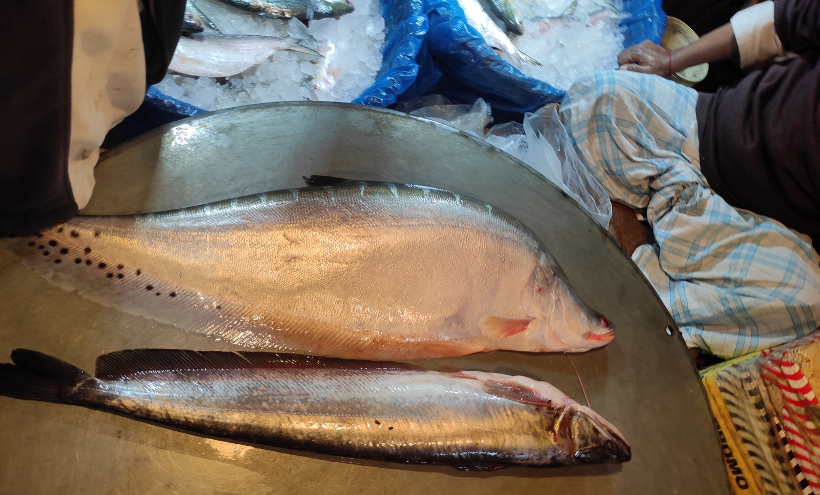 Fresh Bangladeshi fish and seafood exported by Tiger Trading - pomfret, hilsha, king fish