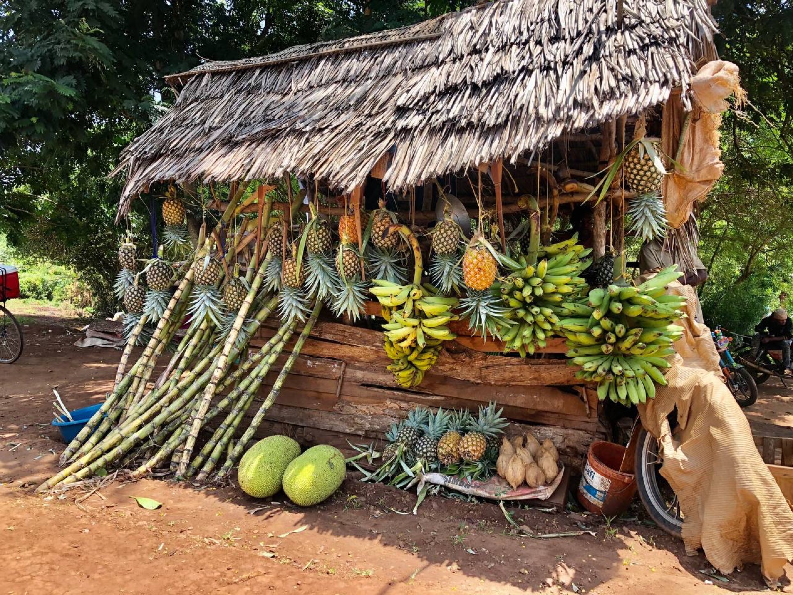 Colorful fruits prepared for export shipment