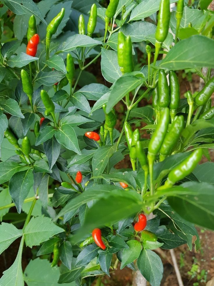 Green chillies displayed for fresh produce export from Bangladesh