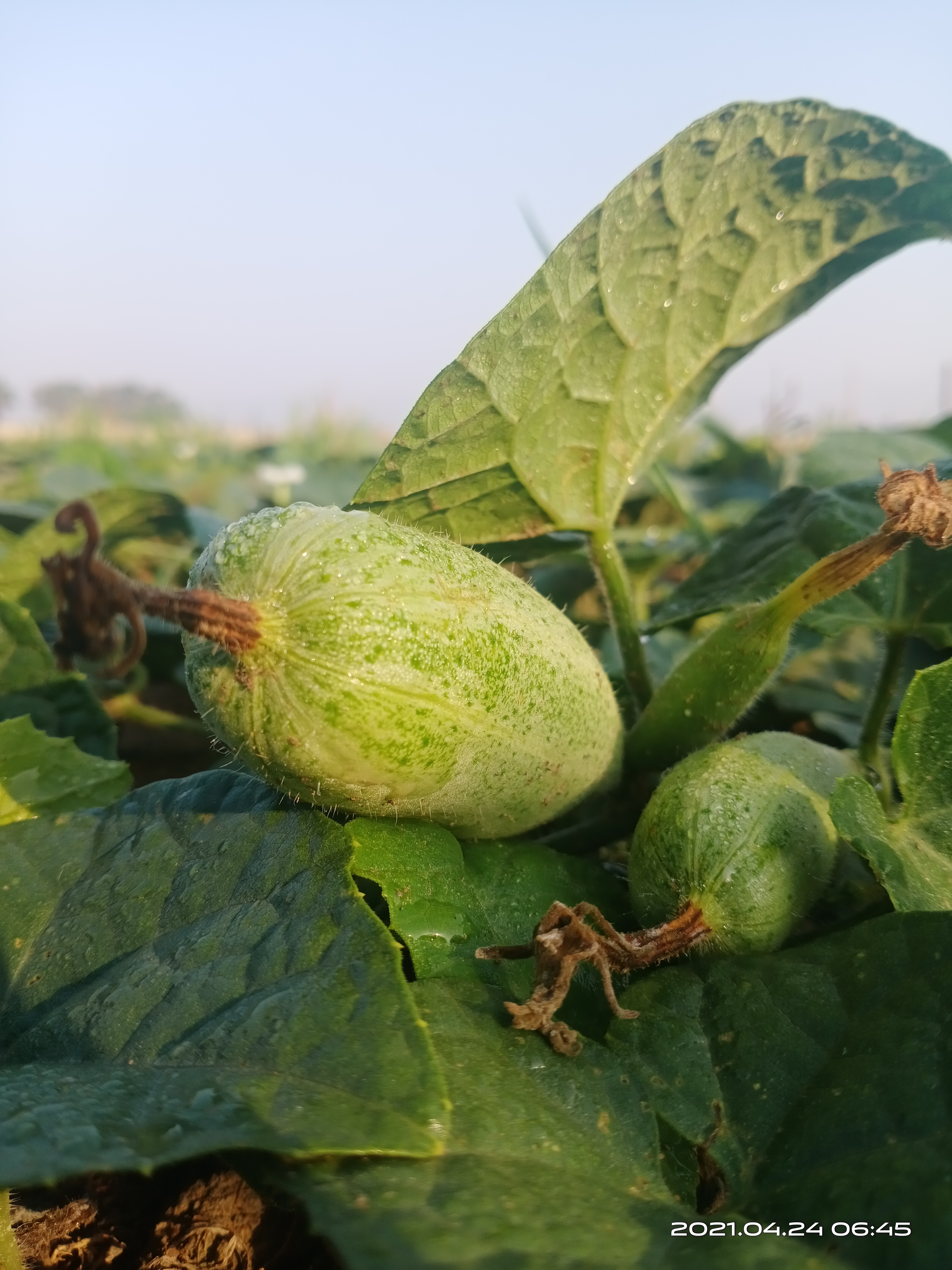 Pointed gourd potol for export from Bangladesh